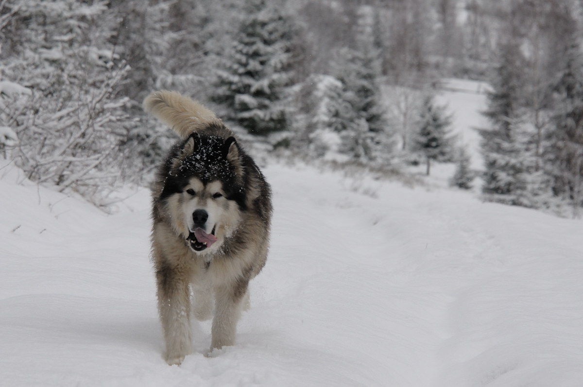 Carpathians, Ukraine