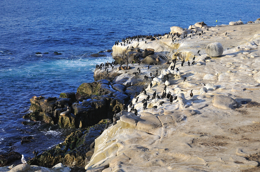 La Jolla, California, USA
